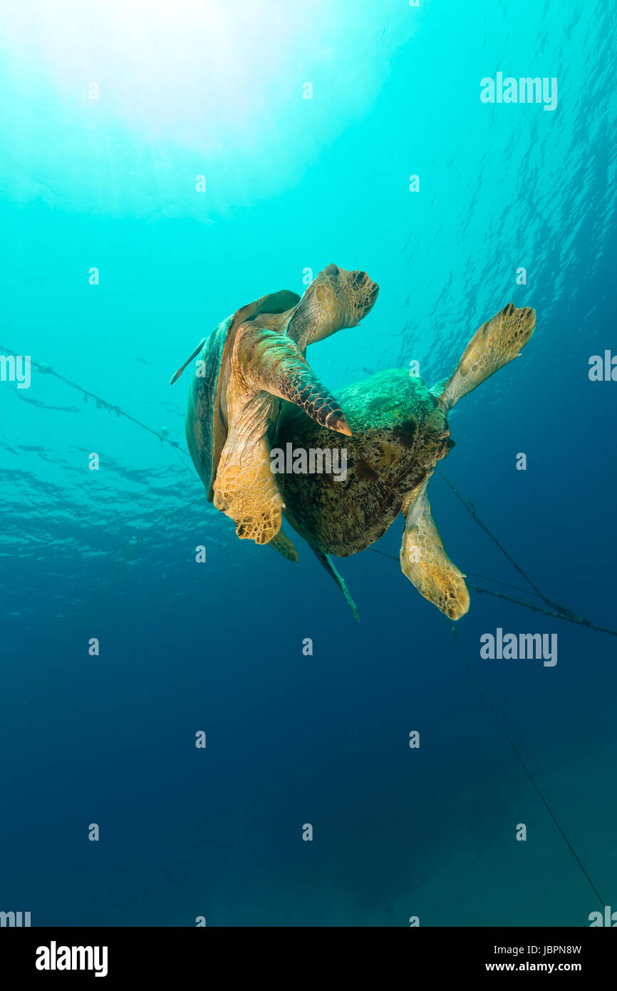Mating green turtles in the Red Sea Stock Photo Alamy