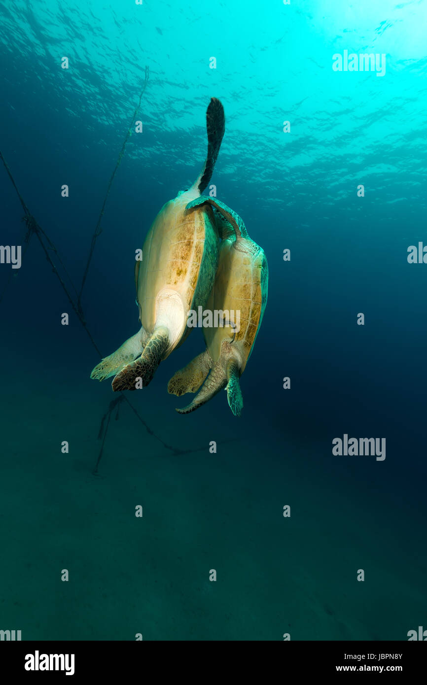 Mating green turtles in the Red Sea Stock Photo Alamy