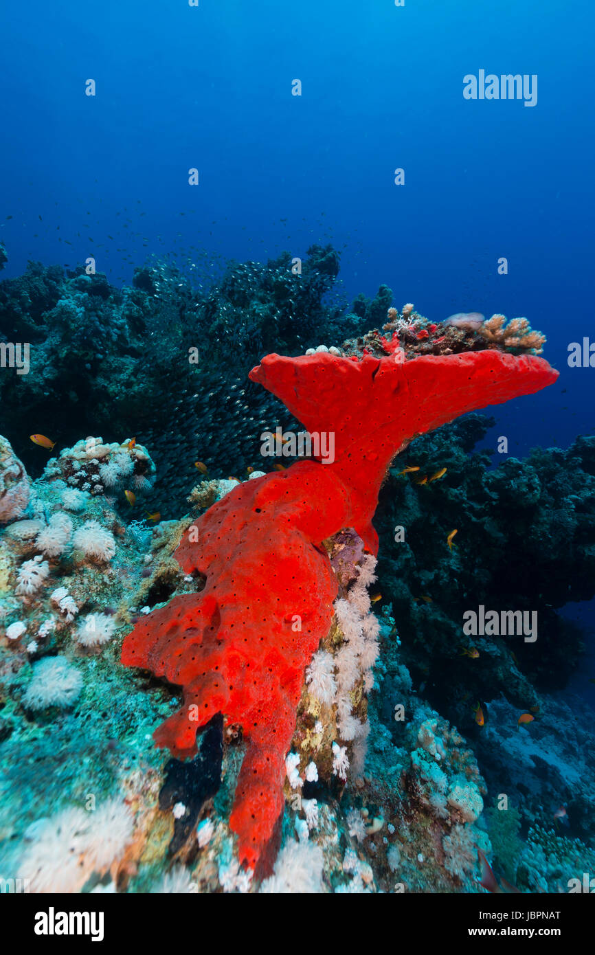 Red boring sponge in the Red Sea Stock Photo