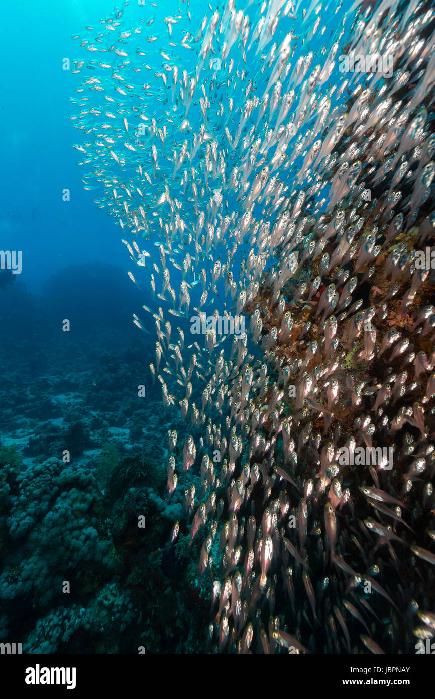 Glassfish and the aquatic life in the Red Sea Stock Photo Alamy