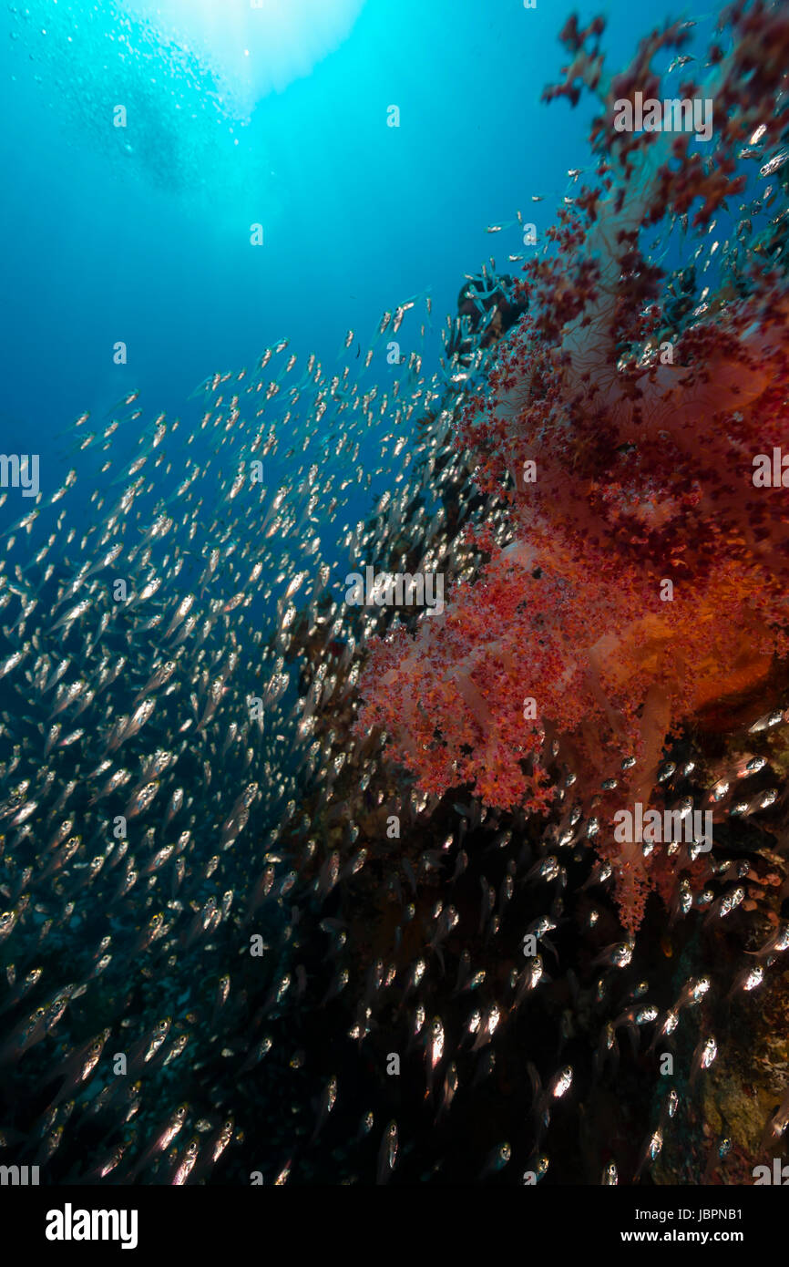 Glassfish and the aquatic life in the Red Sea Stock Photo Alamy
