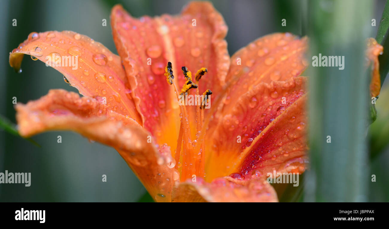 lily blossom with water drops Stock Photo
