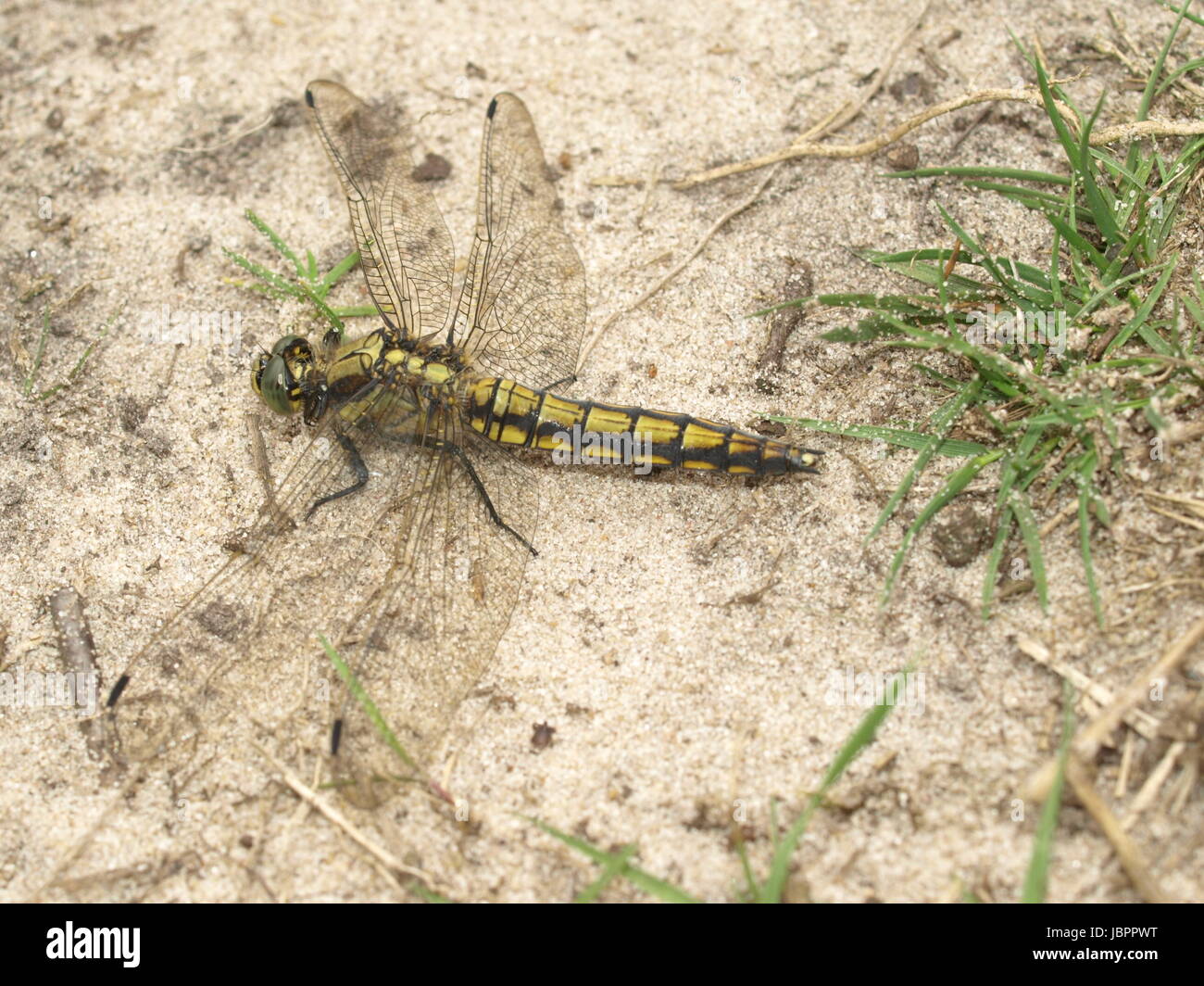 brachytron pratense odonata Stock Photo - Alamy
