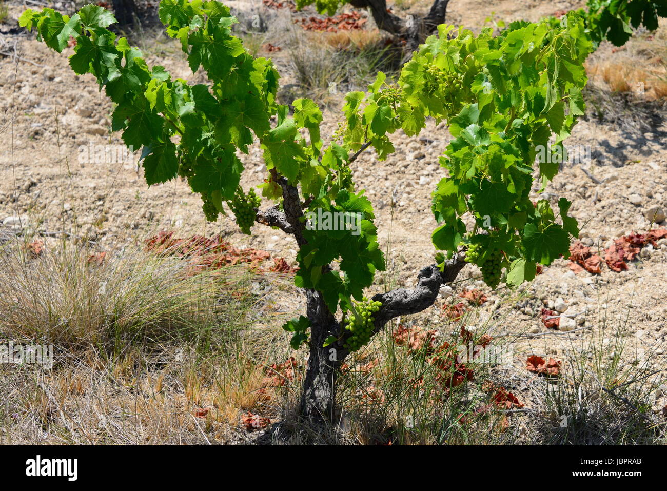 vineyard in spain Stock Photo Alamy