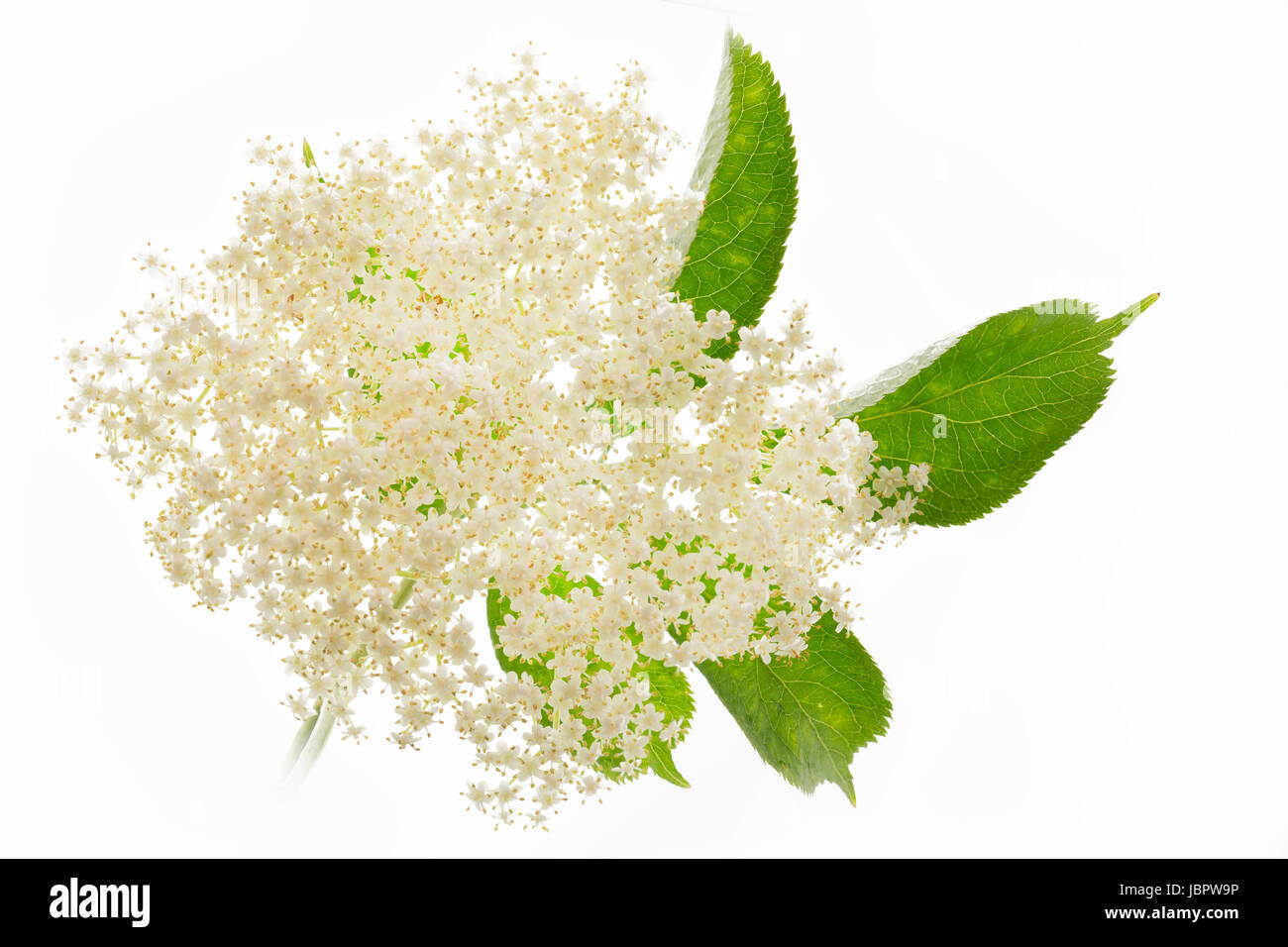 Holunderblüten auf weißem Hintergrund Stock Photo - Alamy