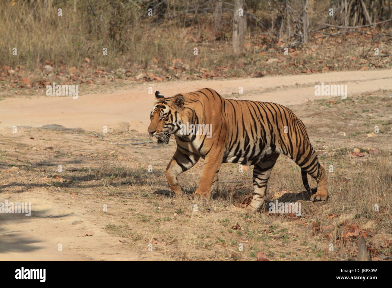 Indian Tiger In Bandhavgarh National Park Stock Photo - Alamy