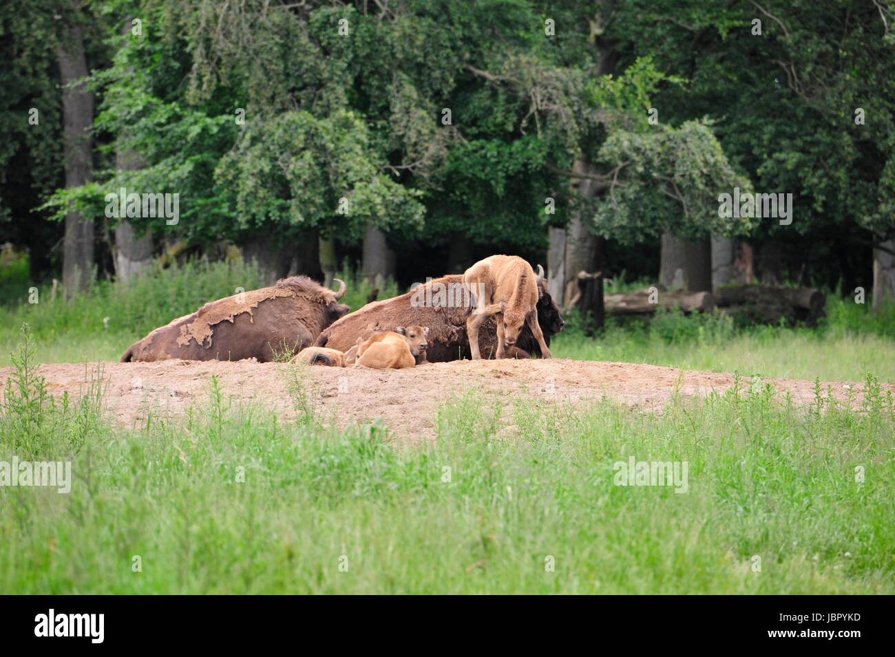European Bison Wisent (Bison bonasus) Stock Photo