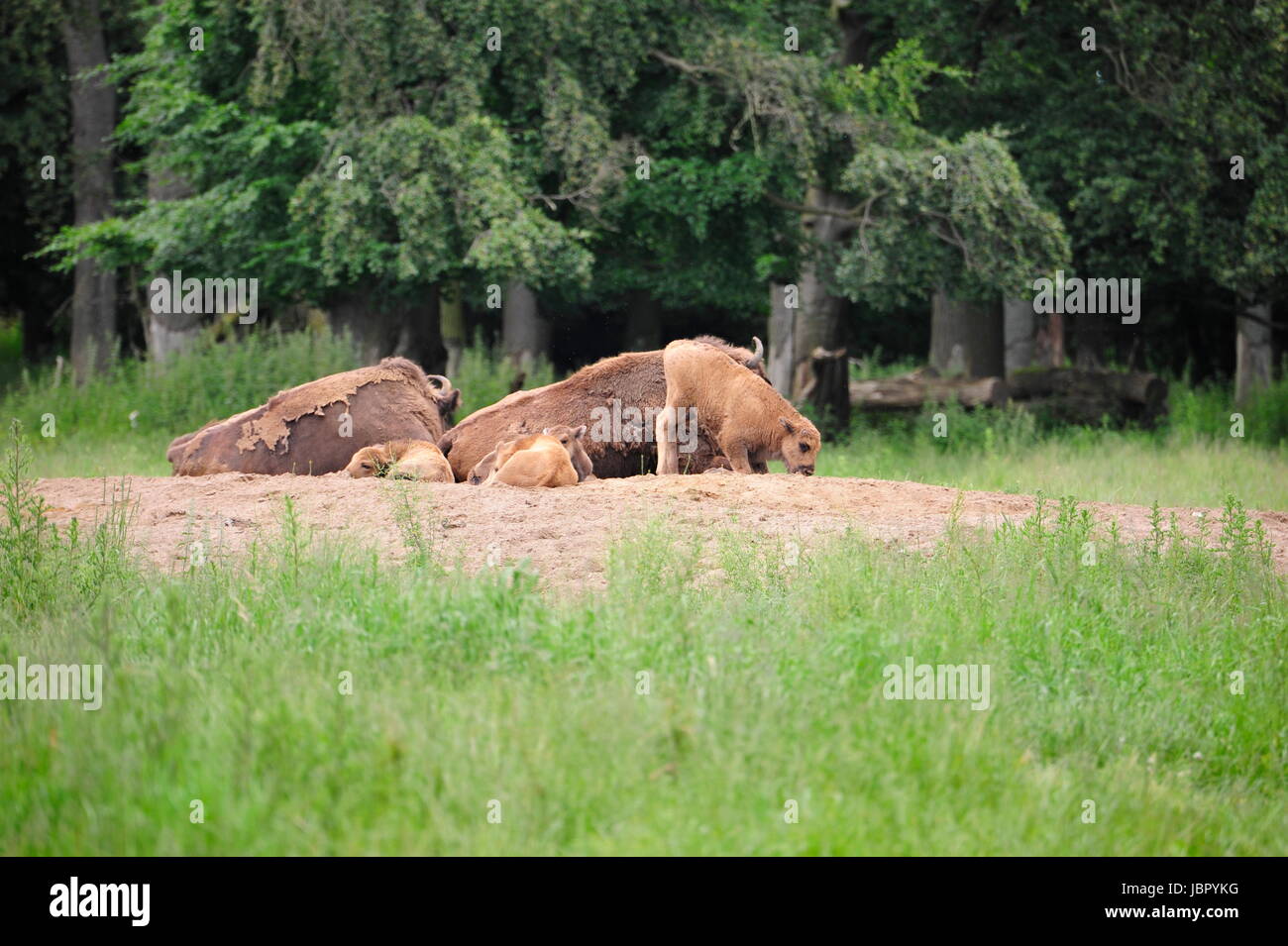 European Bison Wisent (Bison bonasus) Stock Photo