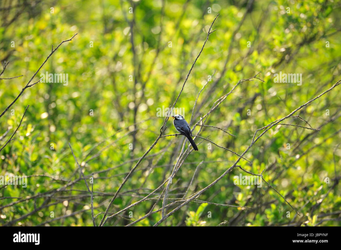 Barn Swallow (Hirundo rustica) at Steinhuder Meer,Germany. Stock Photo