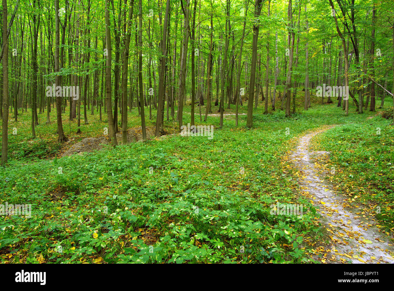 a path is in the green forest Stock Photo - Alamy