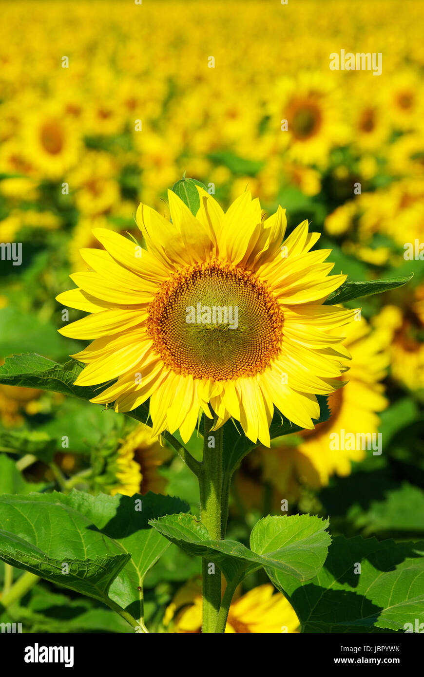 Closeup of a bright yellow sunflower Stock Photo - Alamy