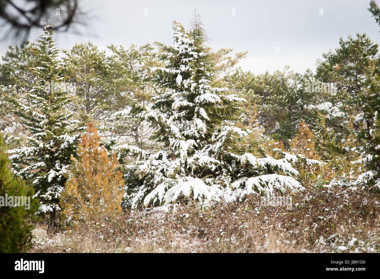 Pine alley covered with snow in a park Stock Photo - Alamy