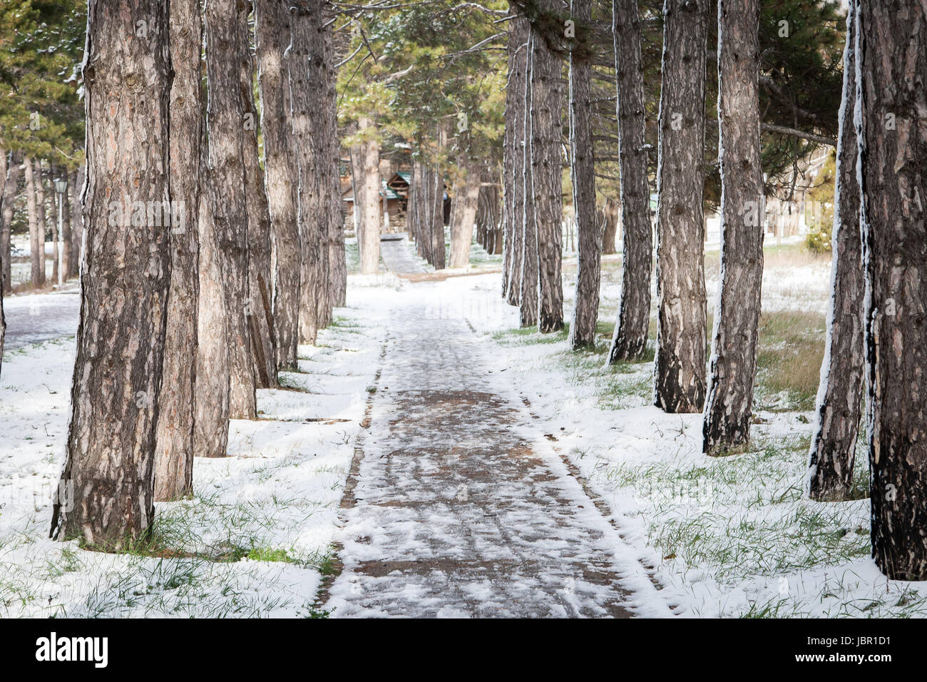 Pine alley covered with snow in a park Stock Photo - Alamy