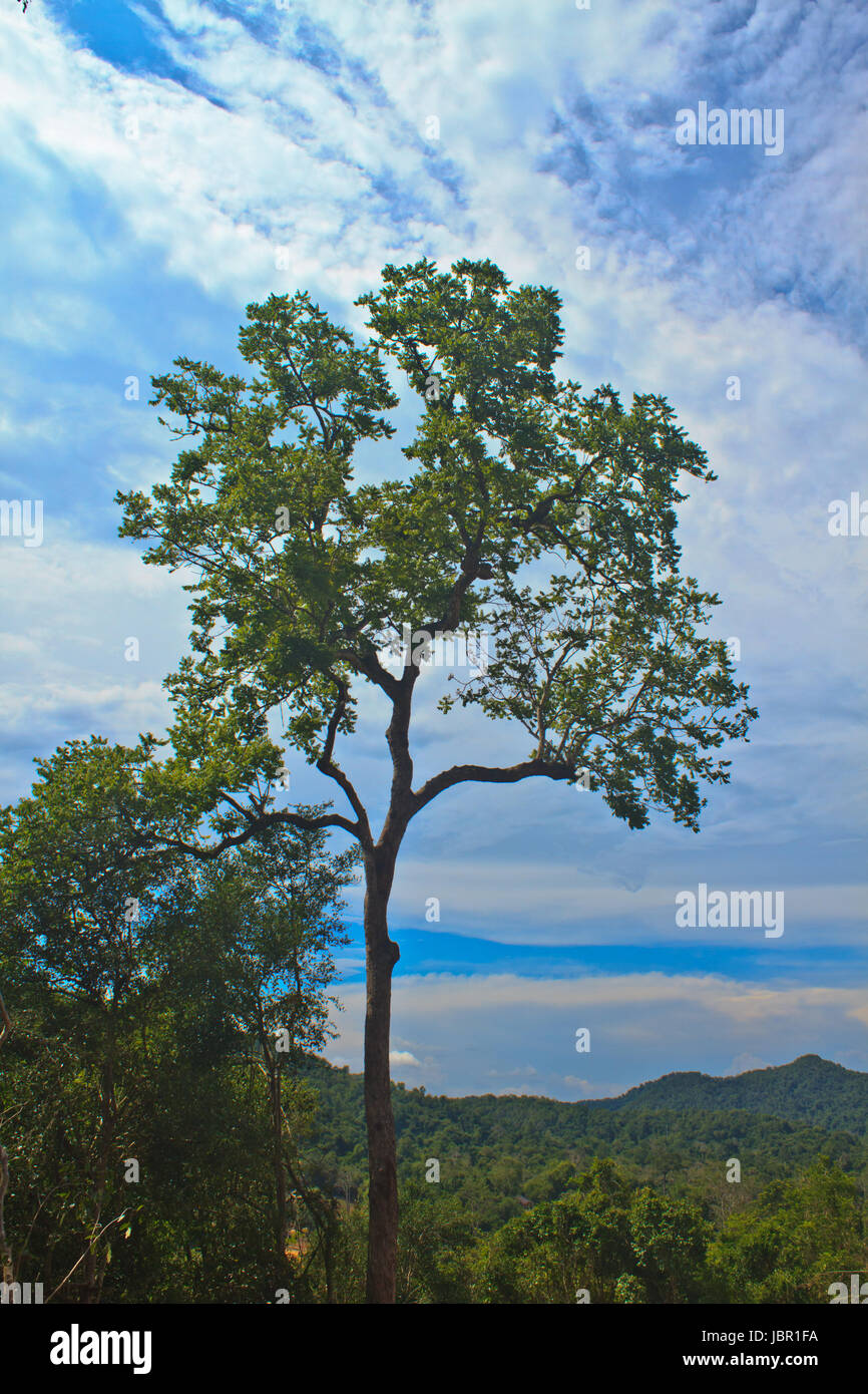 beautiful green tree and blue sky background Stock Photo - Alamy