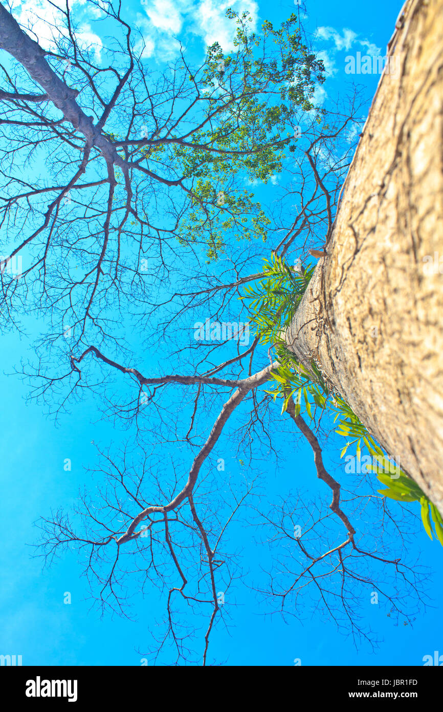 beautiful green tree and blue sky background Stock Photo - Alamy