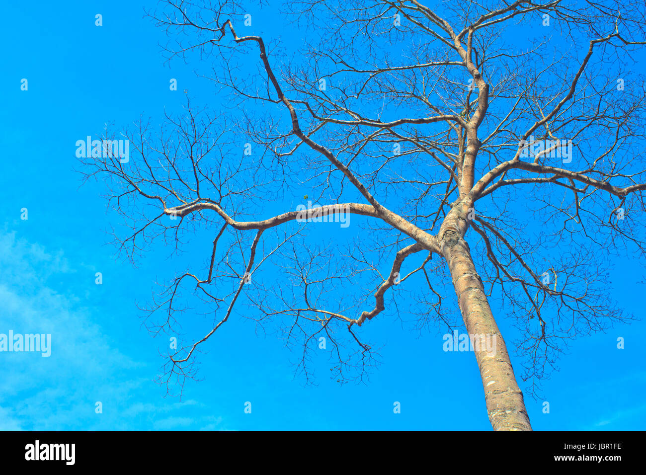 beautiful green tree and blue sky background Stock Photo - Alamy