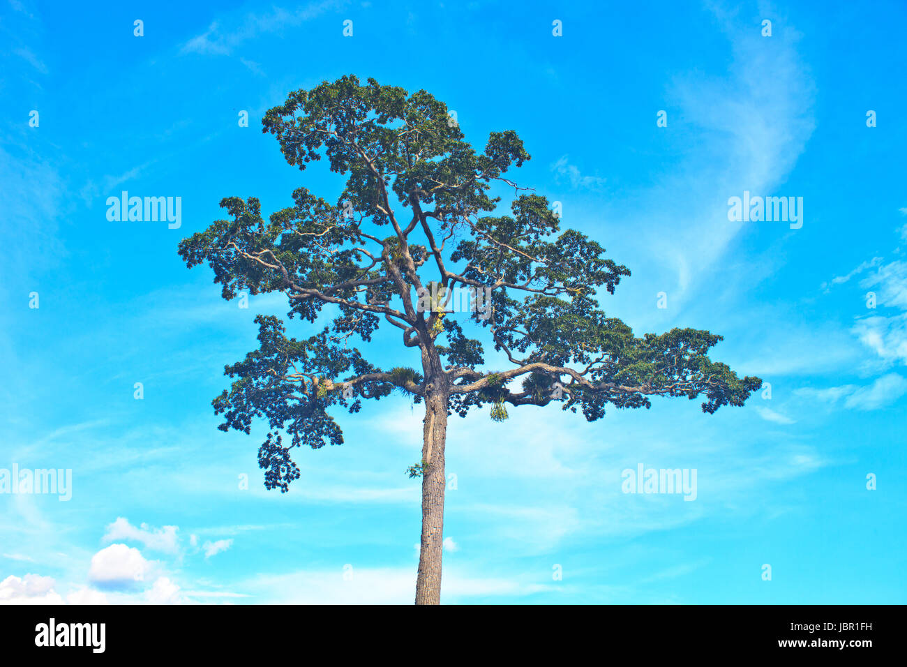 beautiful green tree and blue sky background Stock Photo - Alamy