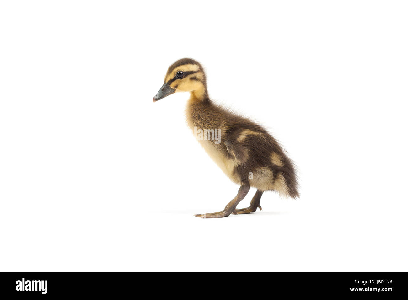 Indian Racing Drake Bird Drake indian runner duck hi-res stock photography and images - Alamy