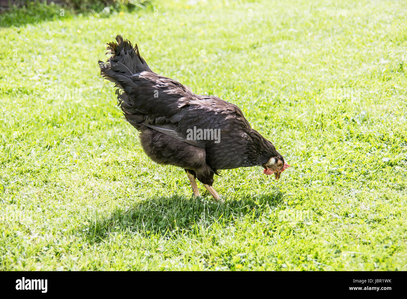 Hühner stolzieren und picken im Garten Stock Photo Alamy