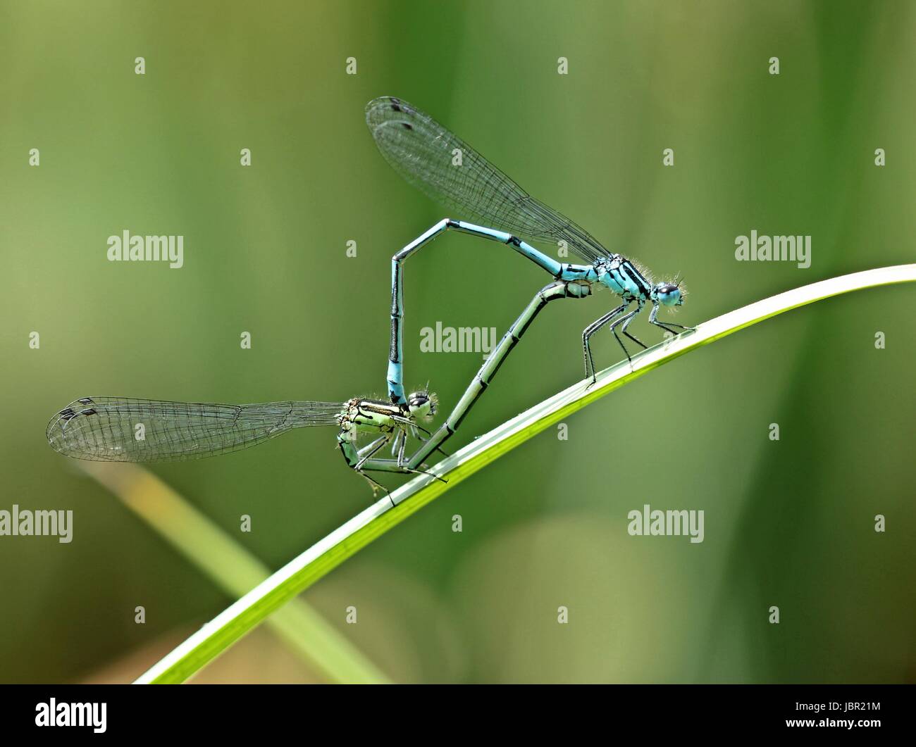 paarungsrad of azure damselfly (coenagrion puella Stock Photo - Alamy