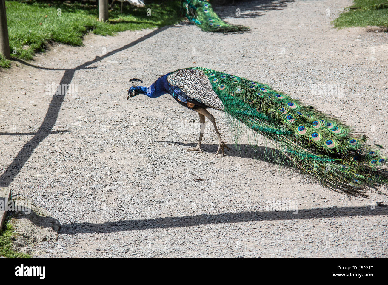 Pfau stolziert auf Wiese Stock Photo