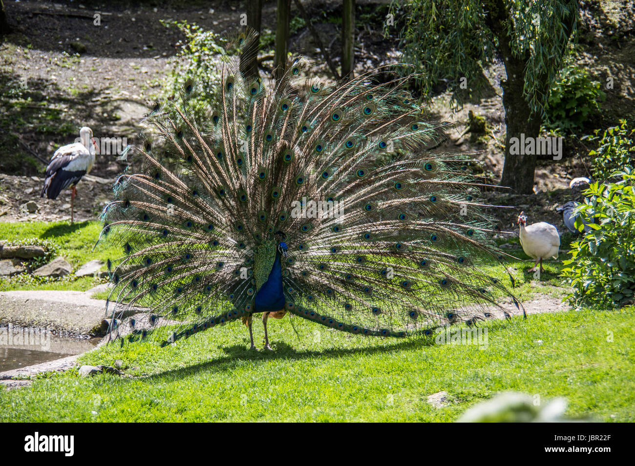 Pfau schlägt Rad zum imponieren Stock Photo