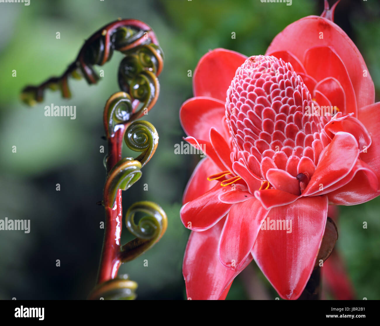 Closeup of Plant from  jungle Torch Ginger, Phaeomeria Magnifica. Amazonia, Ecuador Stock Photo