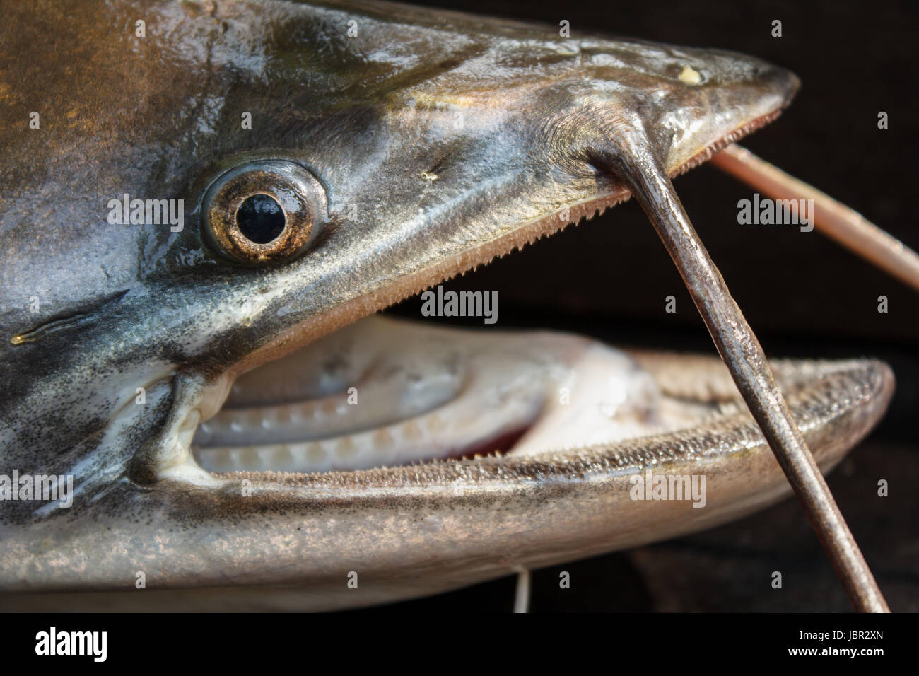 sheatfish