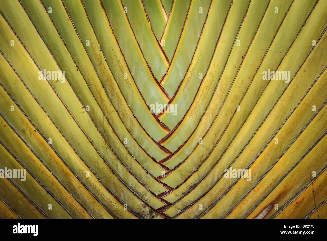 Abstract of banana body Stock Photo Alamy