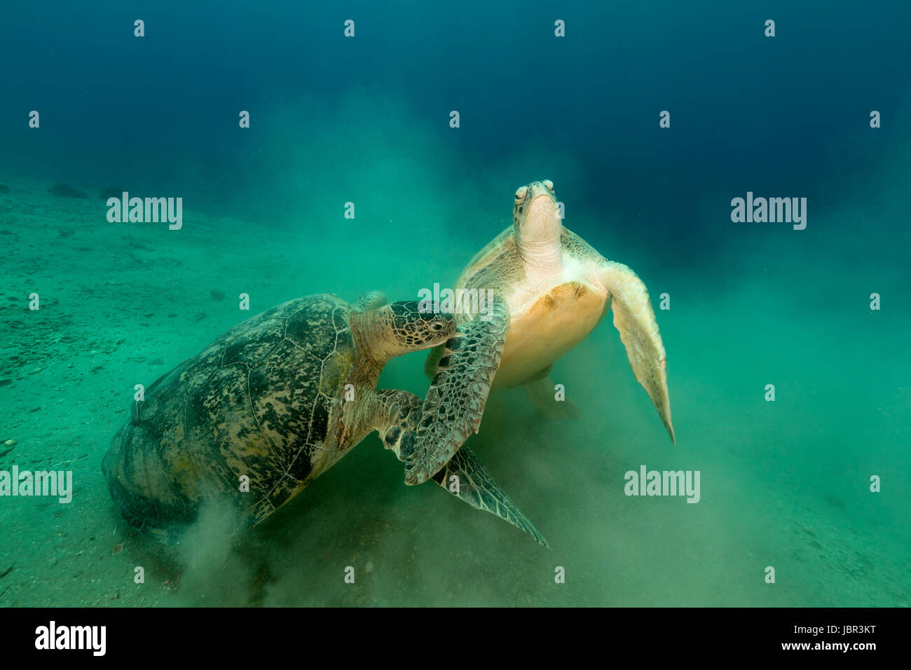 Mating green turtles in the Red Sea Stock Photo Alamy