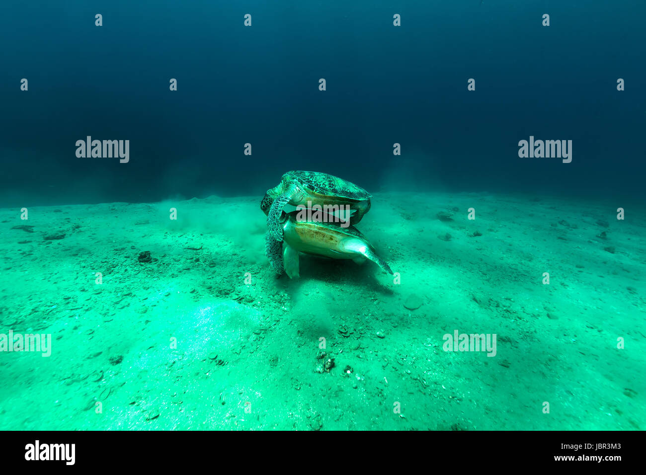 Mating green turtles in the Red Sea Stock Photo Alamy
