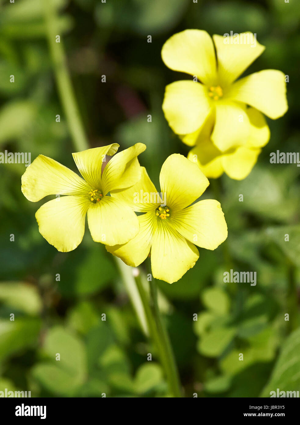 yellow trifolium in a garden in la spezia Stock Photo