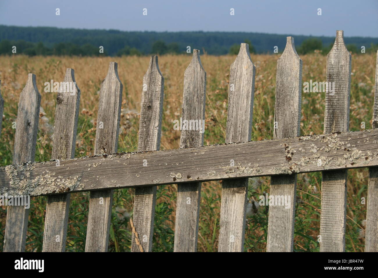 Old wooden fence, covered with lichen. Behind the fence - field ...