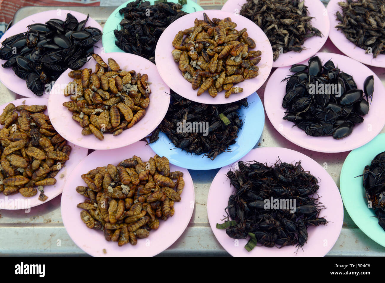 Les insectes comestibles, Chiang Mai, Thaïlande Photo Stock - Alamy