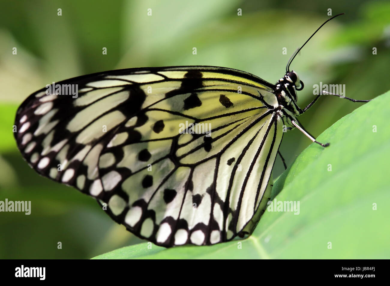 paper kite butterfly Stock Photo Alamy