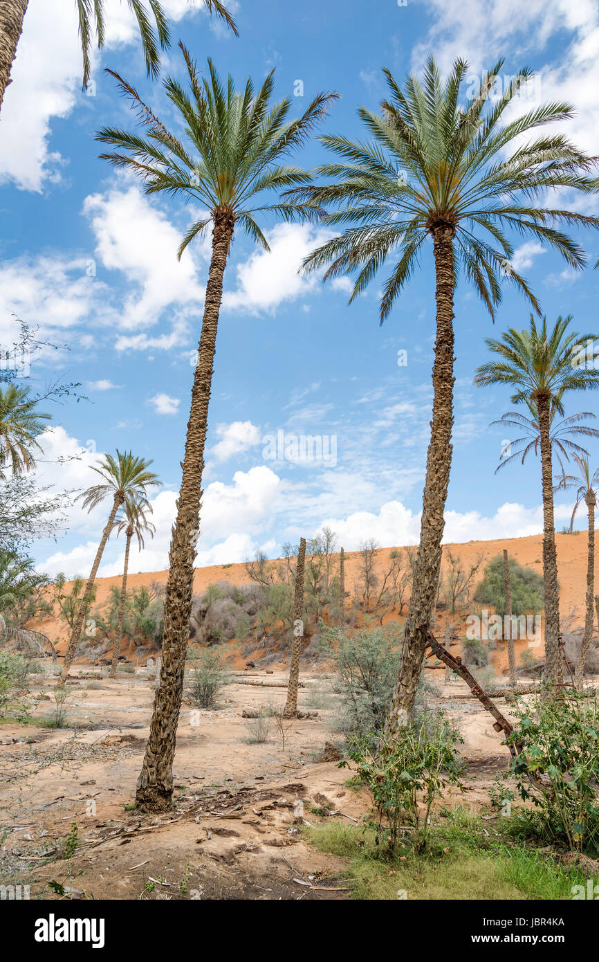 oasis . This desert place is very useful for your graphic design creations,  3d illustration Stock Photo - Alamy