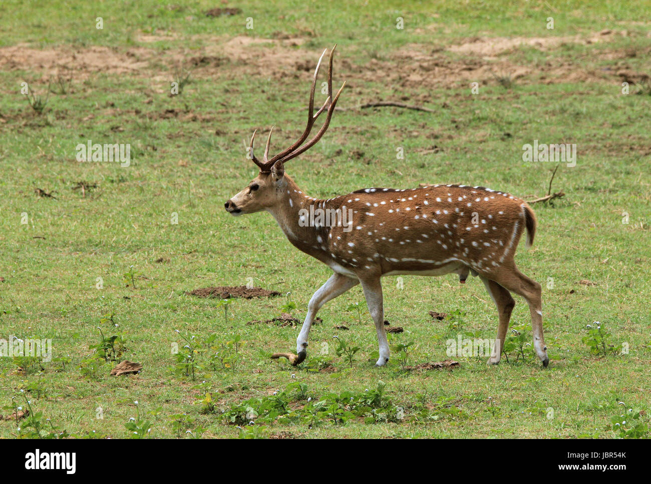Sri Lankan Axis Deer (aka Ceylon Spotted Deer, Axis Axis Ceylonensis