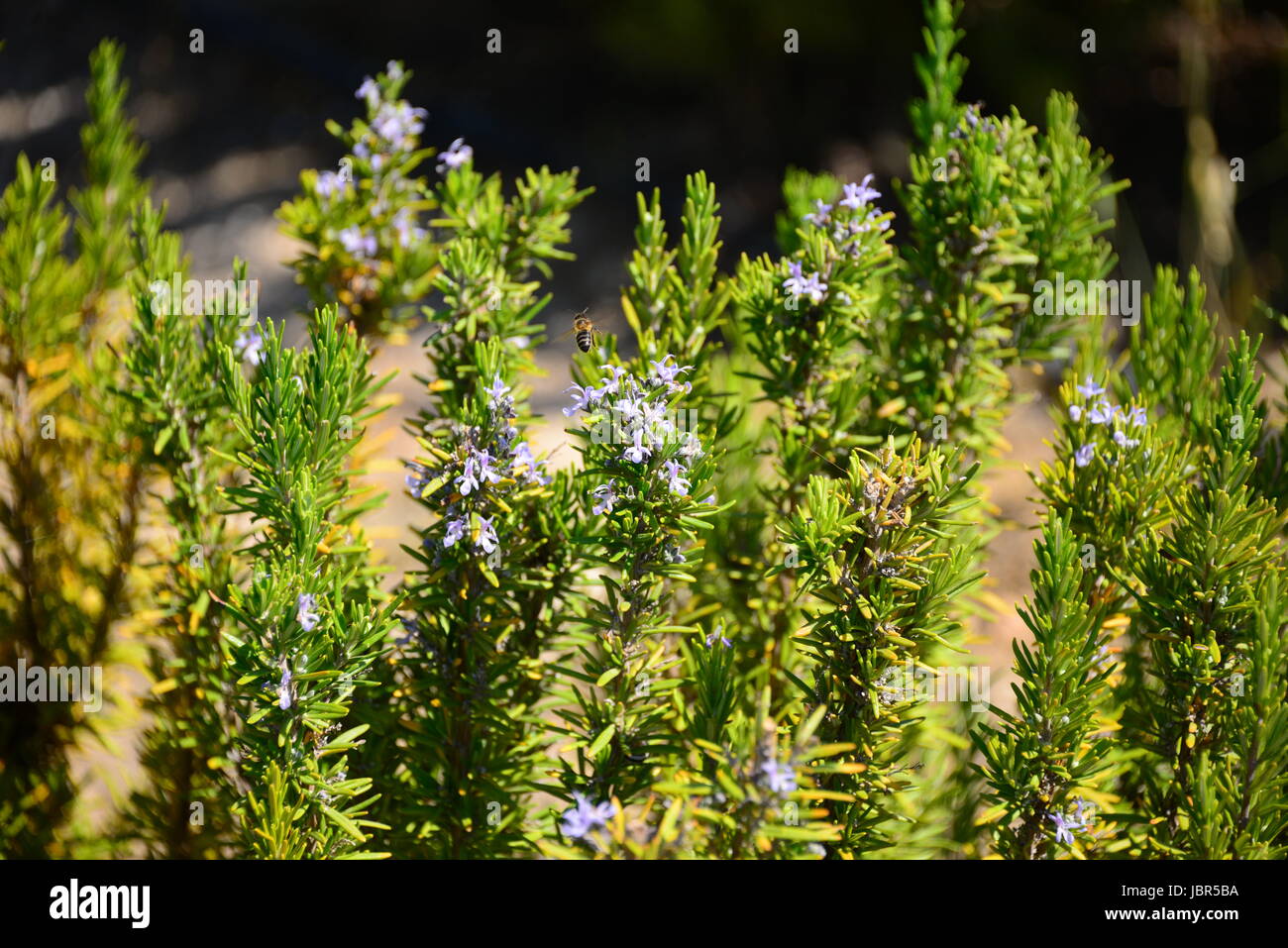 Lippenblutler lamiaceae hires stock photography and images Alamy