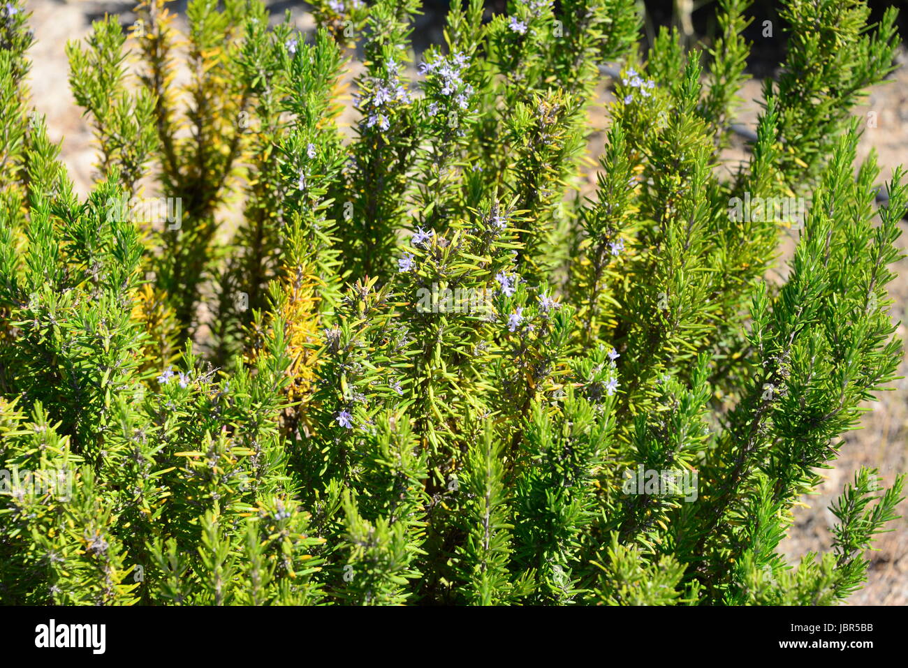 Lippenblutler lamiaceae hires stock photography and images Alamy