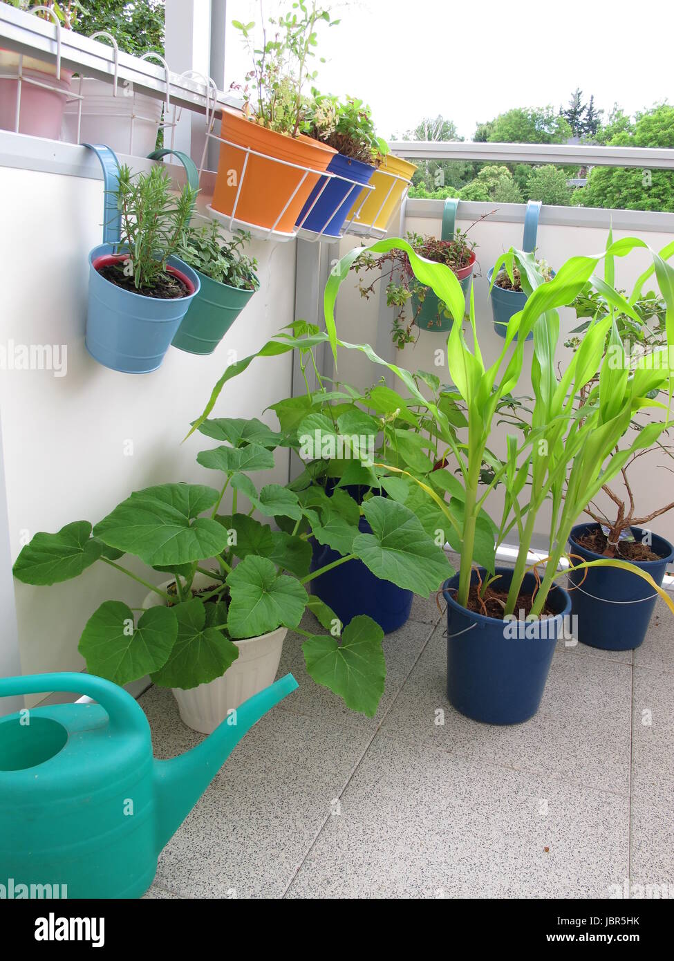 vegetable plants in pots on the balcony Stock Photo