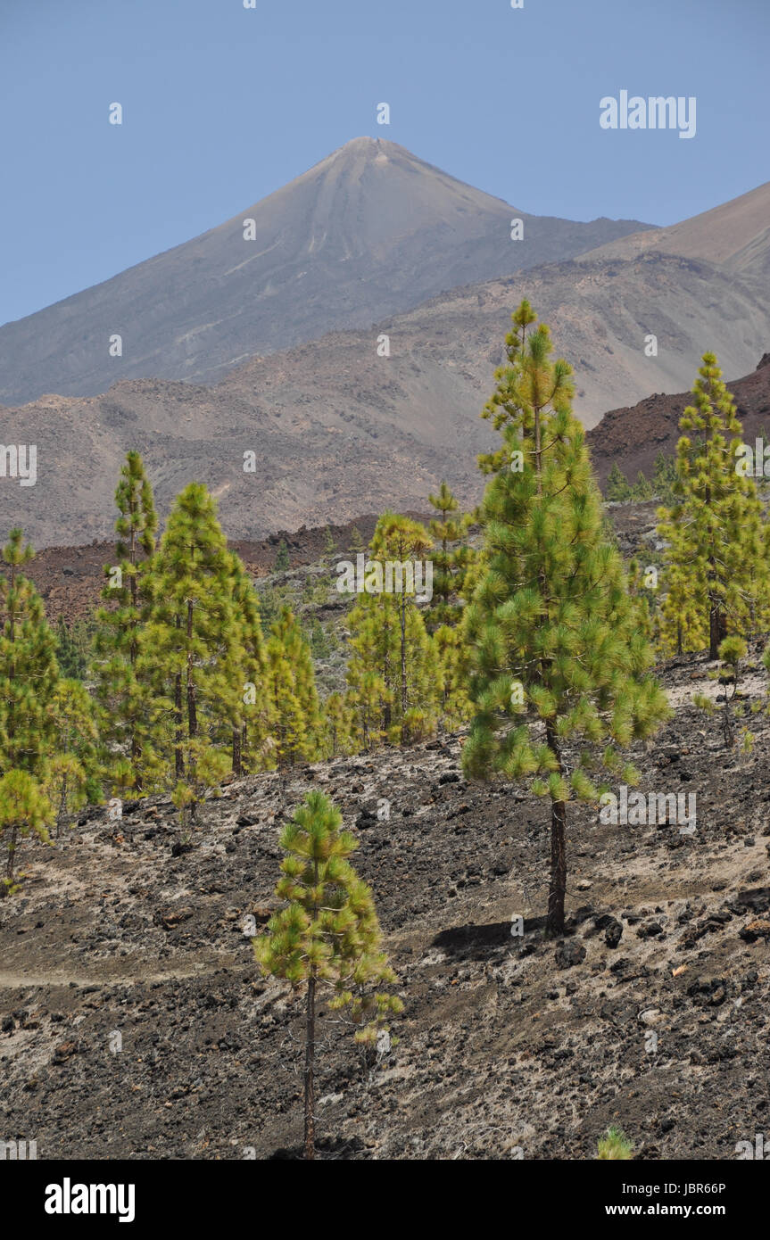 Aufstieg, Montana de la Botija, Teneriffa,