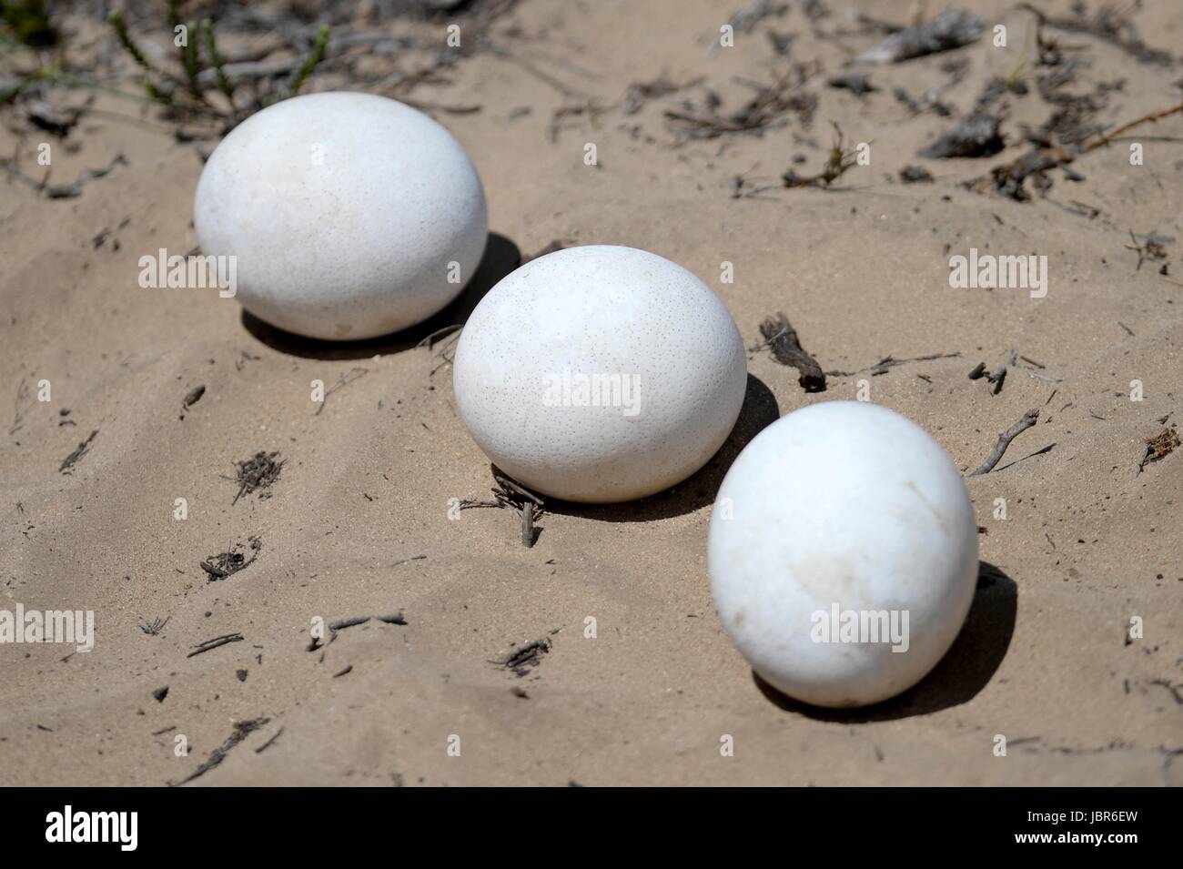 A shot of Ostrich eggs in the wild Stock Photo Alamy