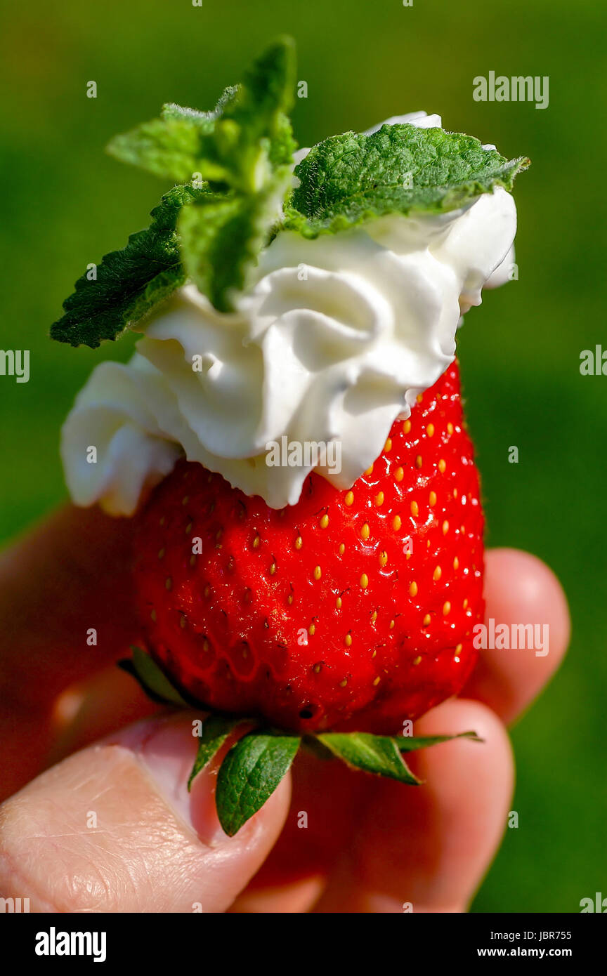 Hand hält eine Erdbeere, die mit Schlagsahne und Minze verziert ist ...