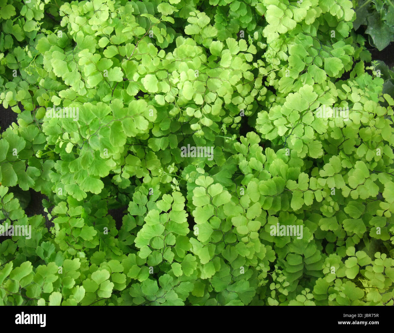 full frame maidenhair fern background Stock Photo - Alamy