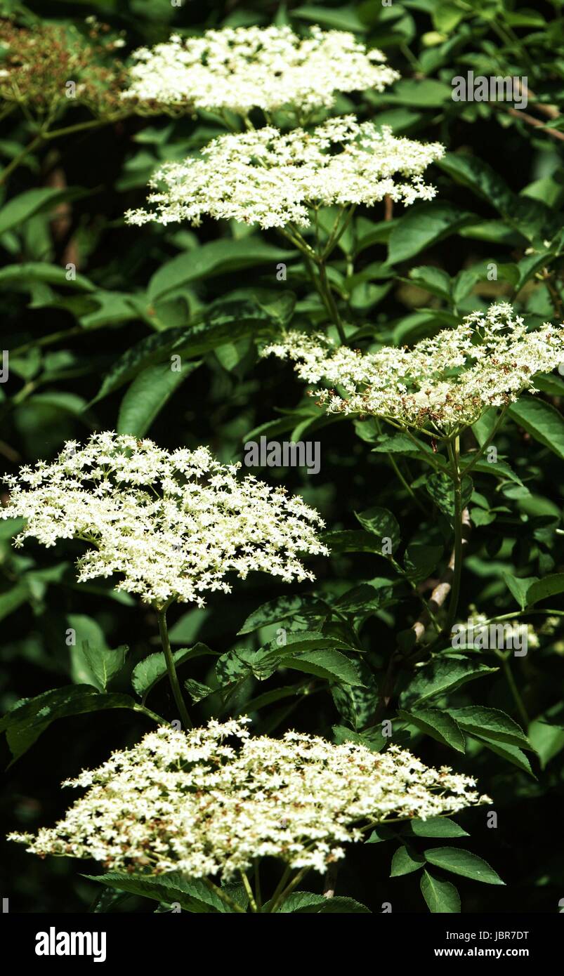Holunderbaum Holunderbaum hi-res stock photography and images - Alamy