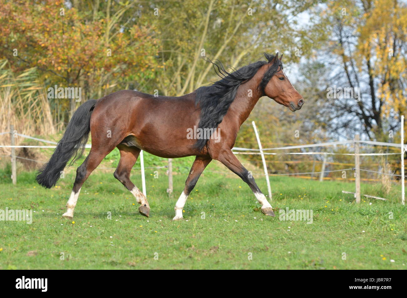 german riding pony Stock Photo Alamy