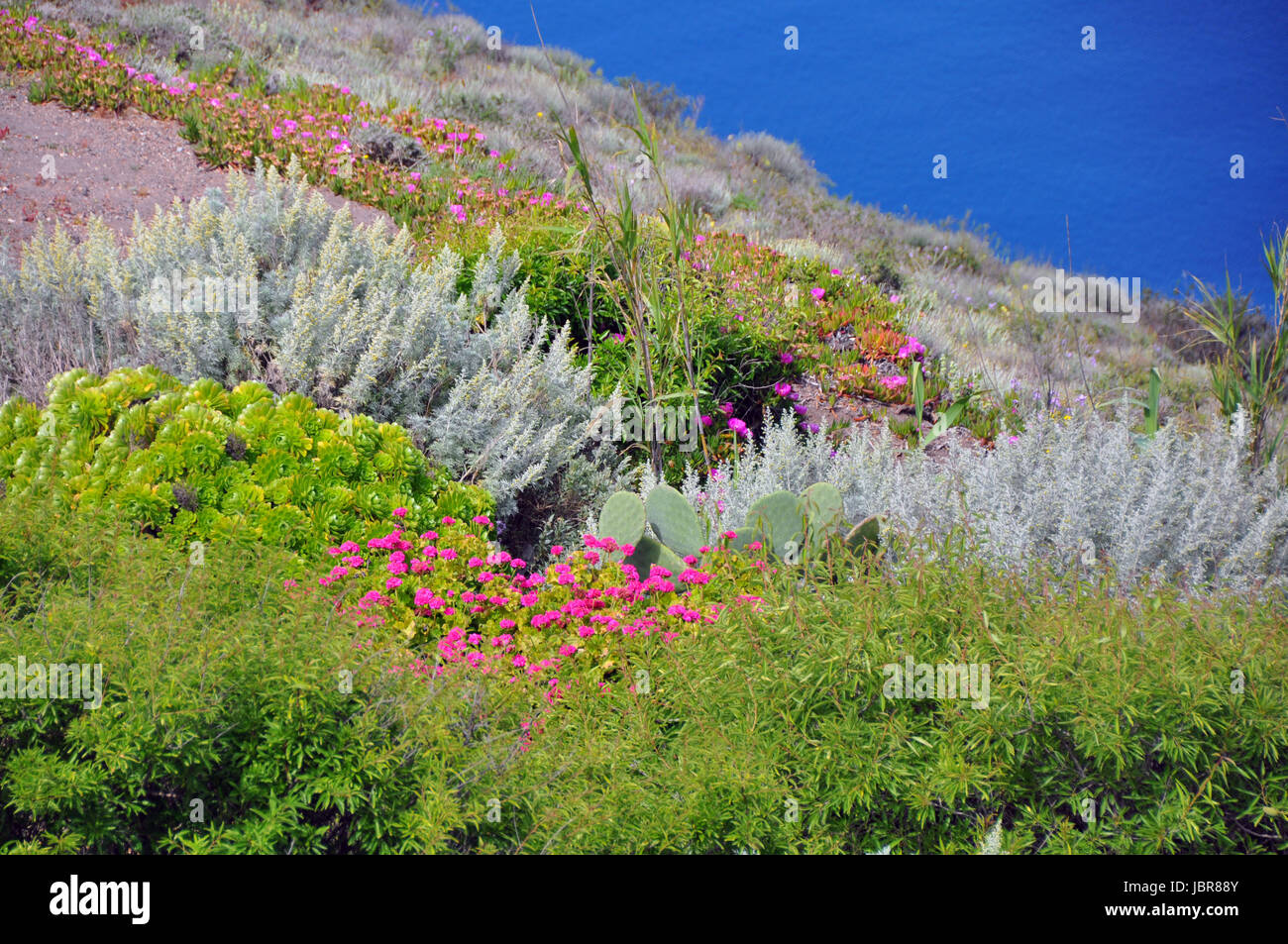 lush vegetation on volcanic island of santorini Stock Photo