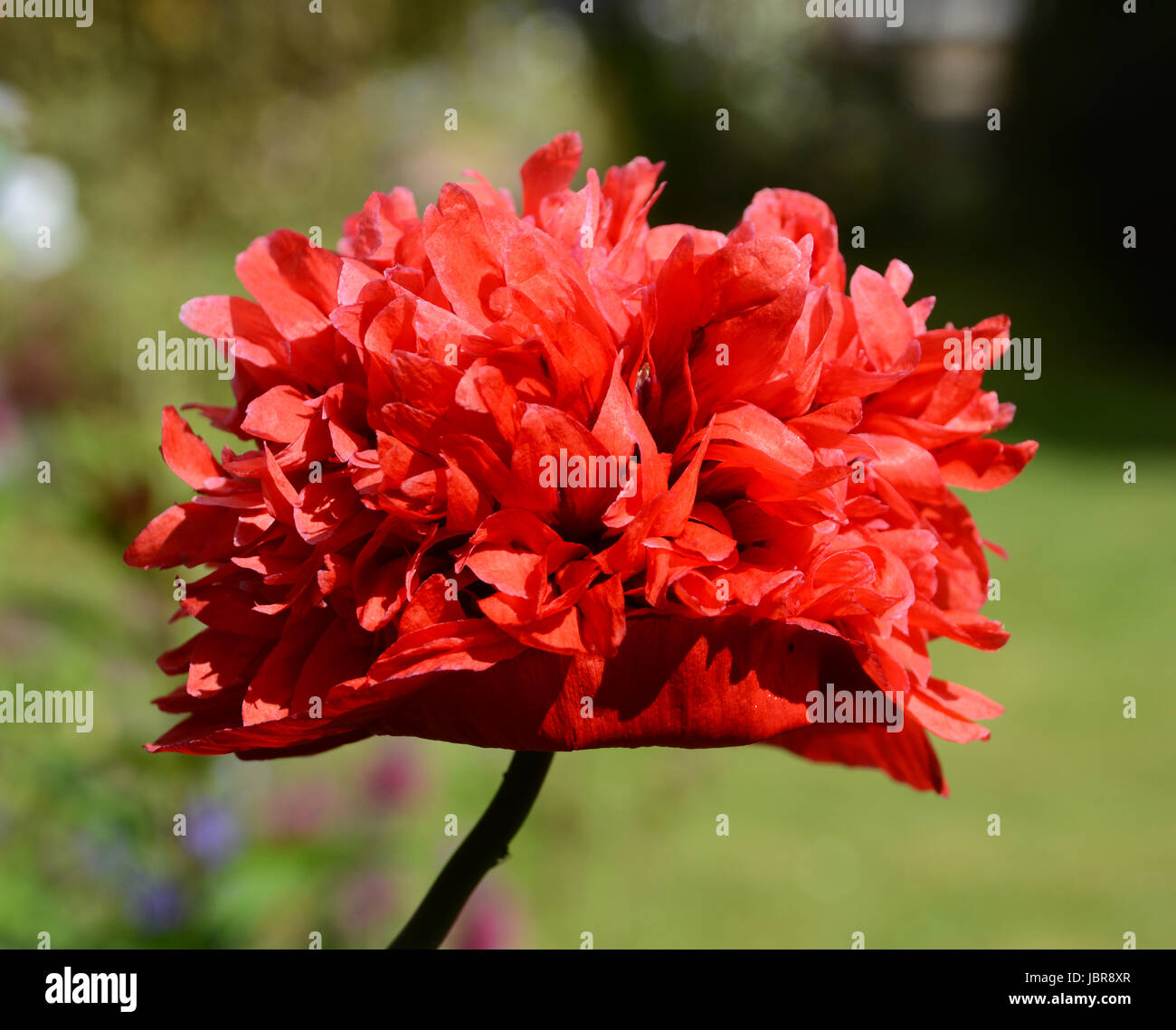 Close-up of red peony poppy with frilly petals Stock Photo