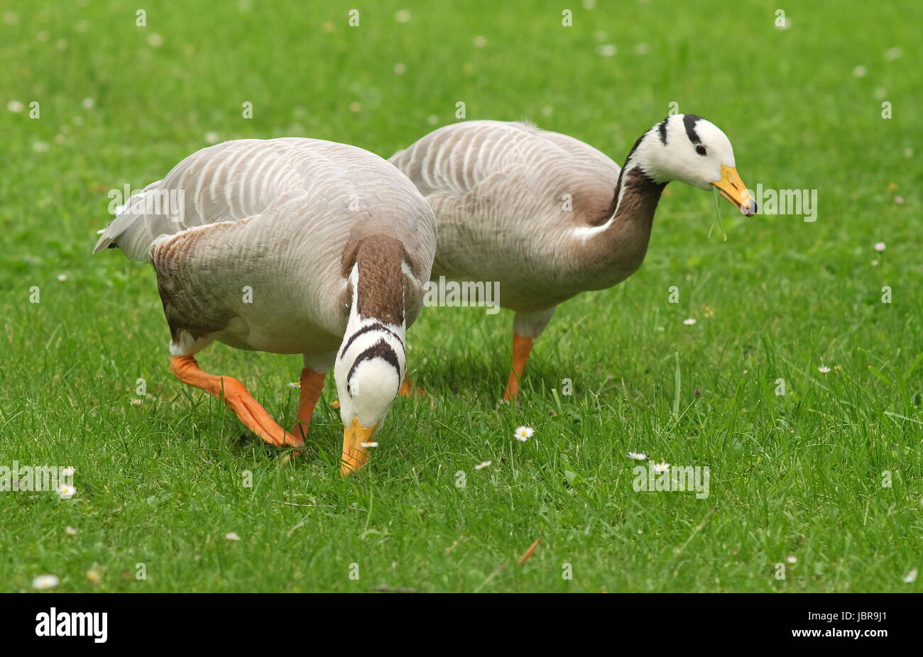 poultry goose Stock Photo