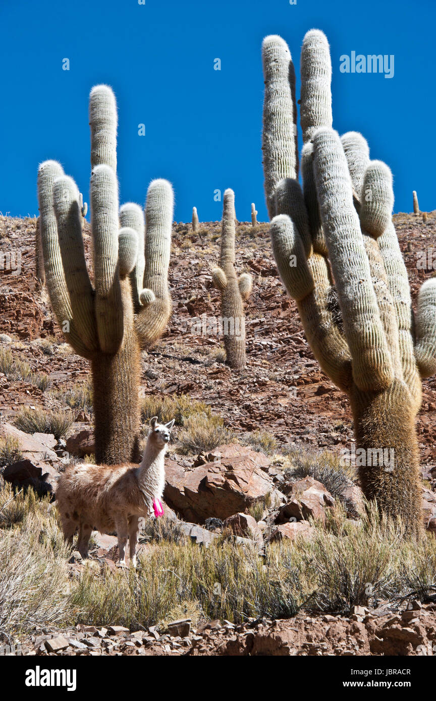 Paso de jama argentina hires stock photography and images Alamy